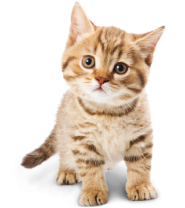 baby-cat-png-12 1