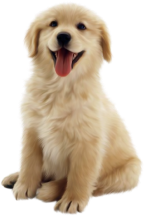 dog-png-30 1